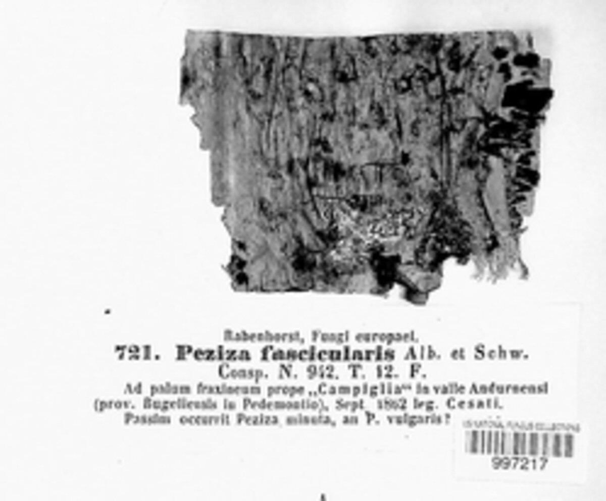 Sclerencoelia fascicularis image